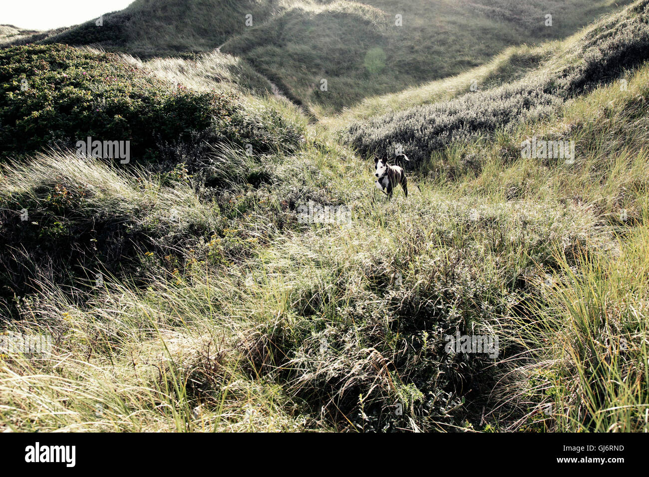 Dog is running through the dunes Stock Photo