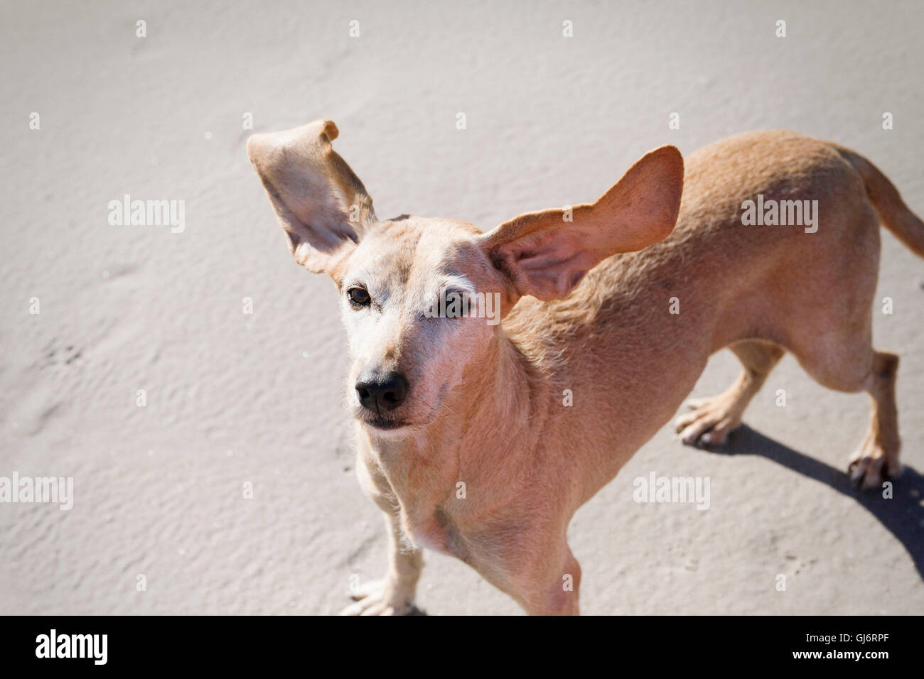 Ears flying hires stock photography and images Alamy