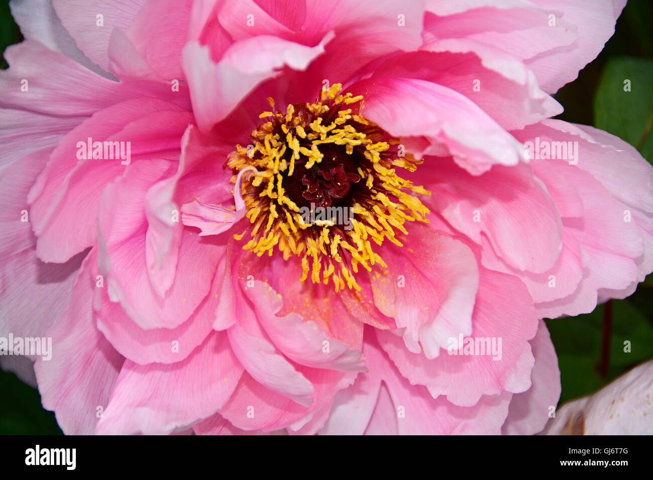 blossom of peony 'pure Elisabeth' Stock Photo