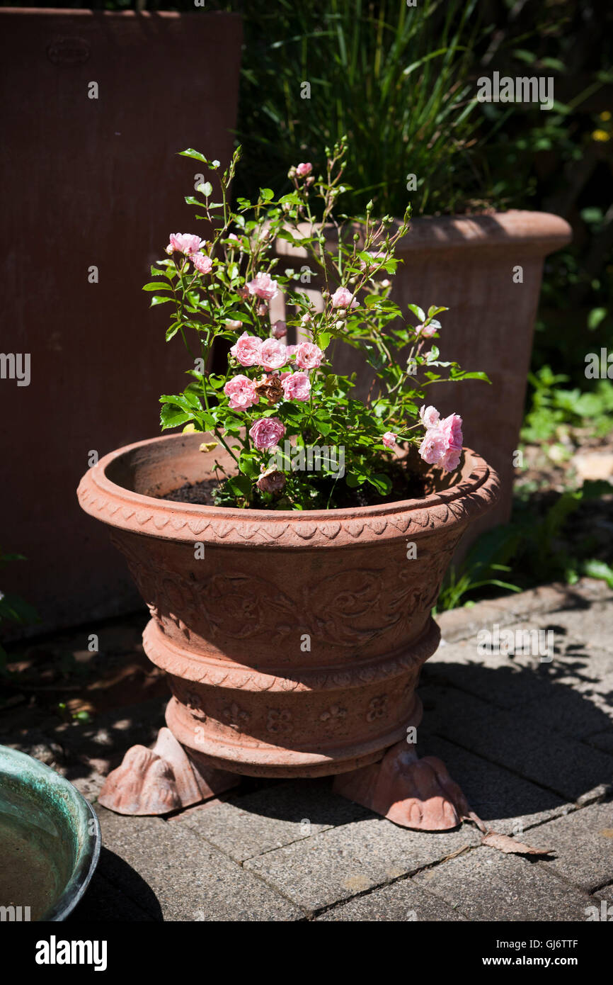 rose climbing rose in the terracotta pot Stock Photo Alamy