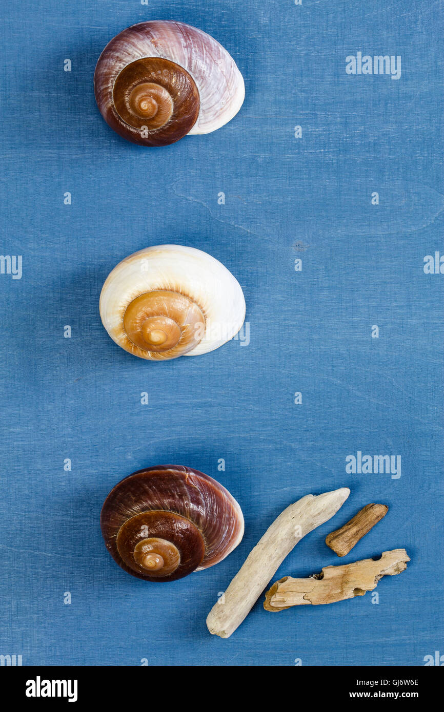 Three Snail Shell Wooden background, three snail shells with driftwood Stock Photo - Alamy