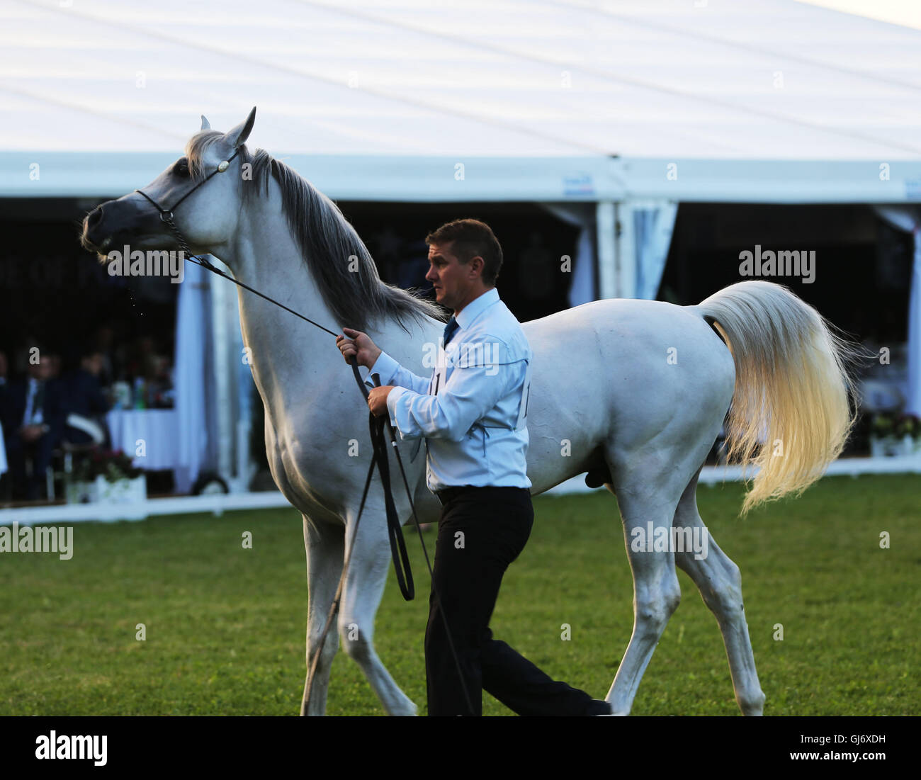Pure blood arabian horse hires stock photography and images Alamy