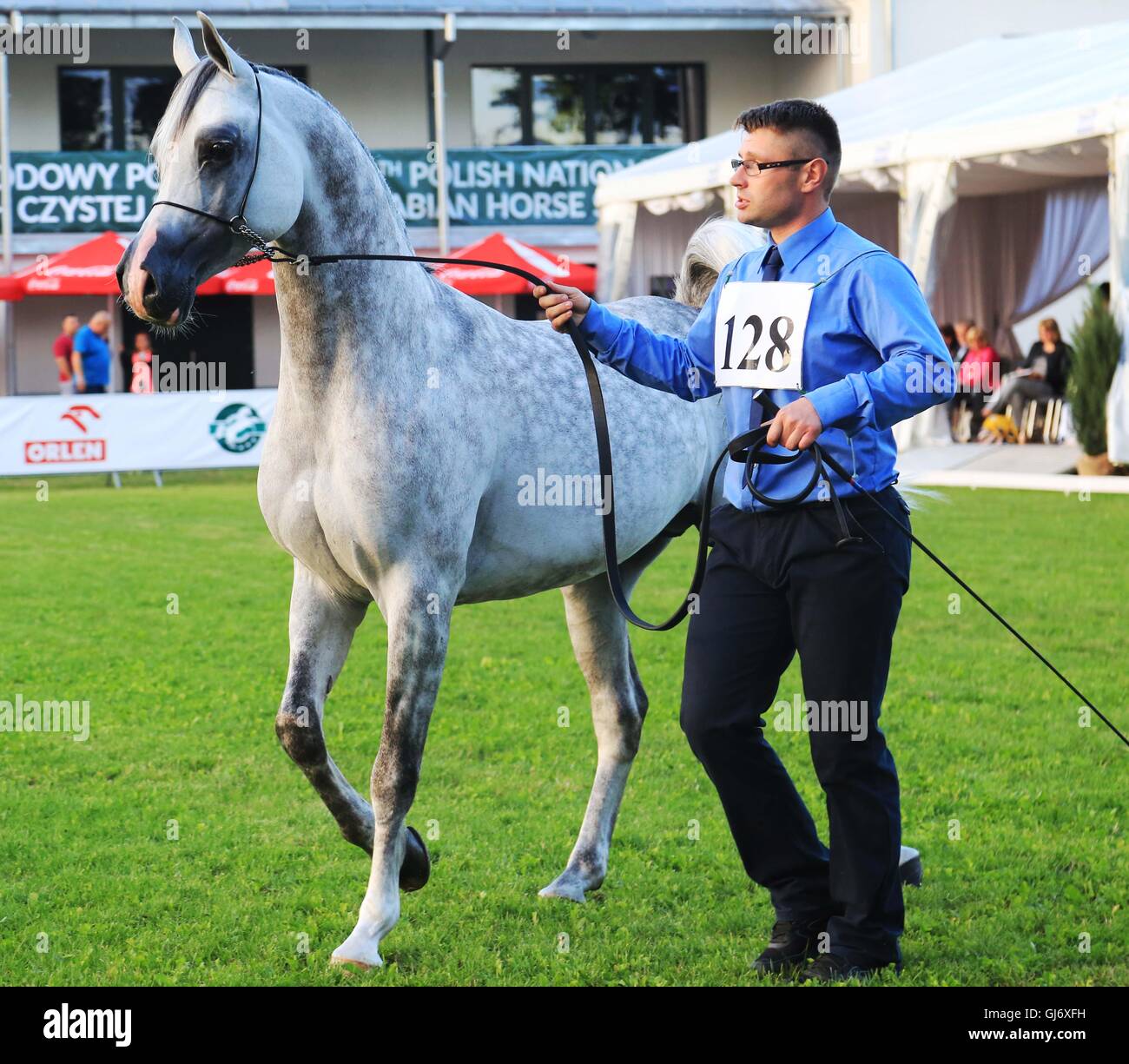 Pure blood arabian horse hires stock photography and images Alamy