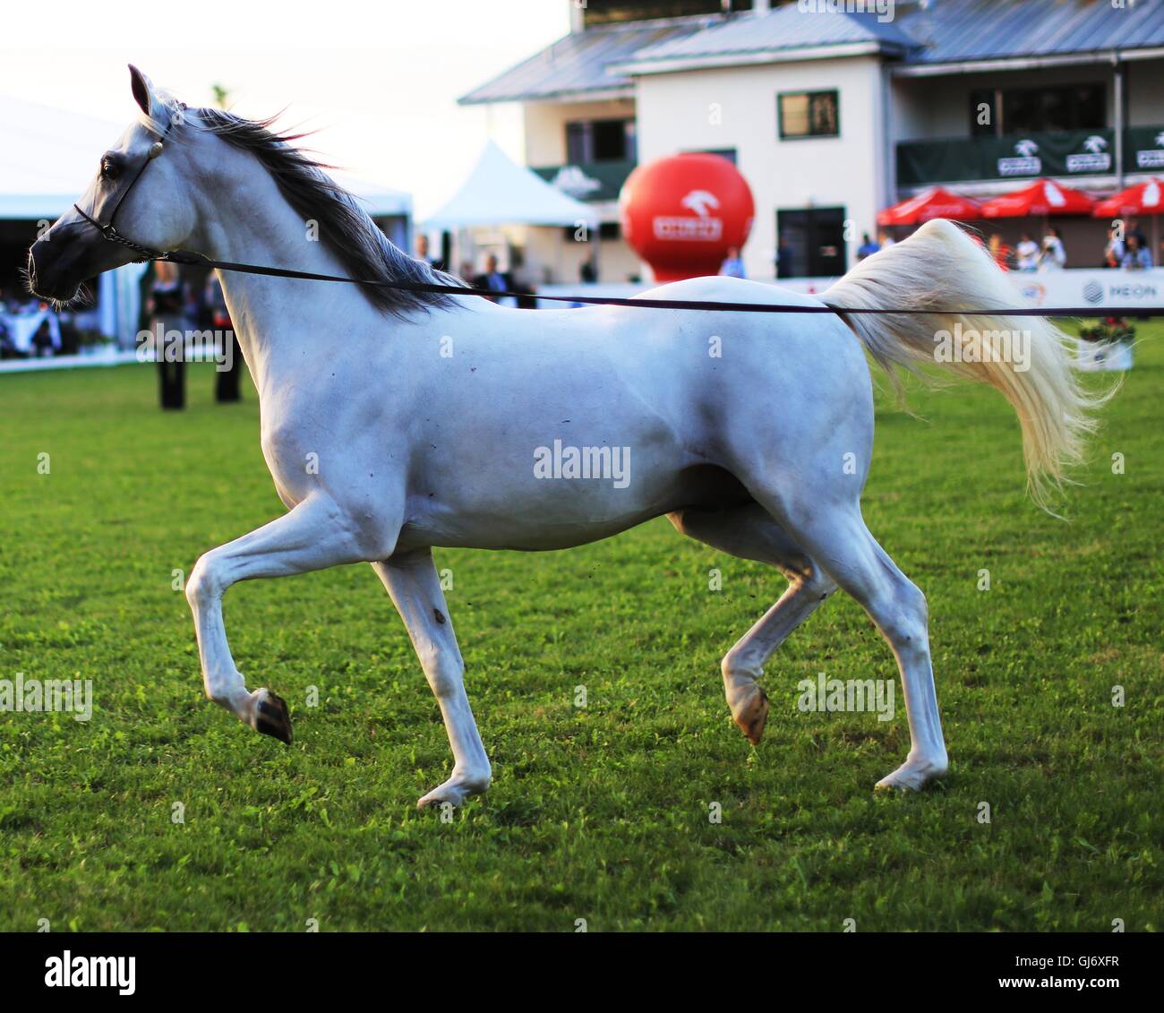 Pure blood arabian horse hires stock photography and images Alamy