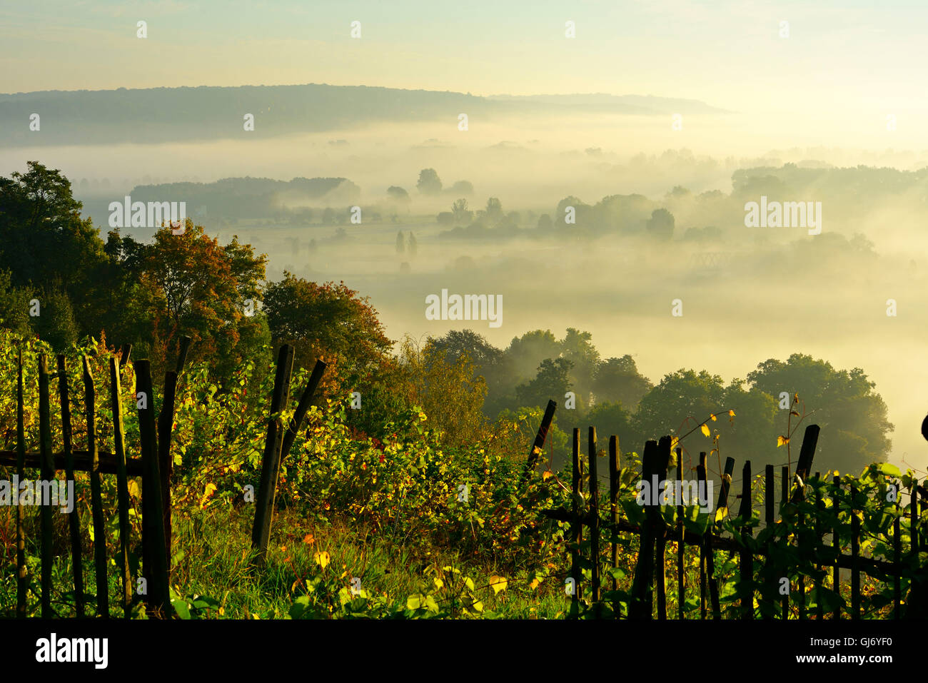 Vineyard, morning fog and sun in the Saale Valley near Naumburg, Burgenlandkreis, Saxony-Anhalt, Germany Stock Photo