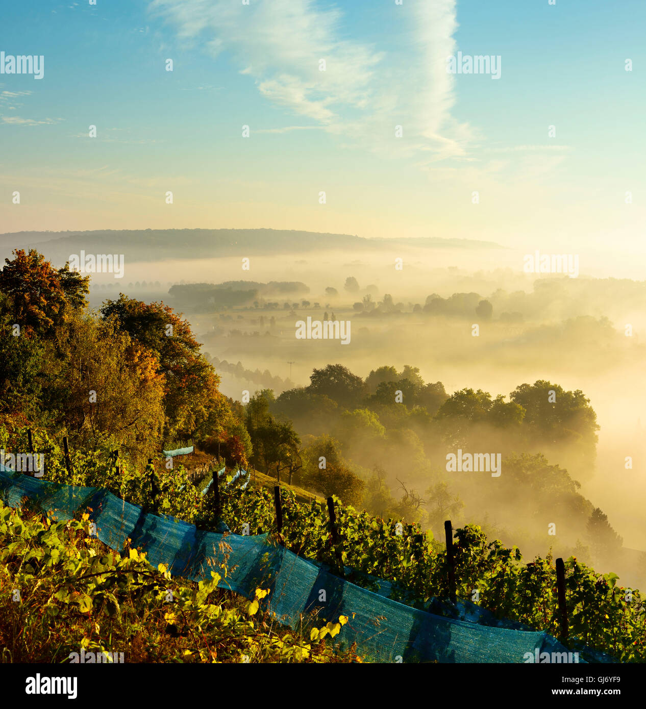 Vineyard, morning fog and sun in the Saale Valley near Naumburg, Burgenlandkreis, Saxony-Anhalt, Germany Stock Photo