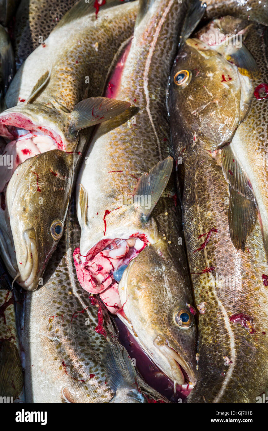 Closeup of cod fish at Bauline, Newfoundland and Labrador, Canada. Stock Photo