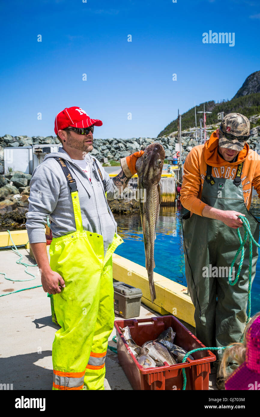 Cod fish catch at Bauline, Newfoundland and Labrador, Canada. Stock Photo