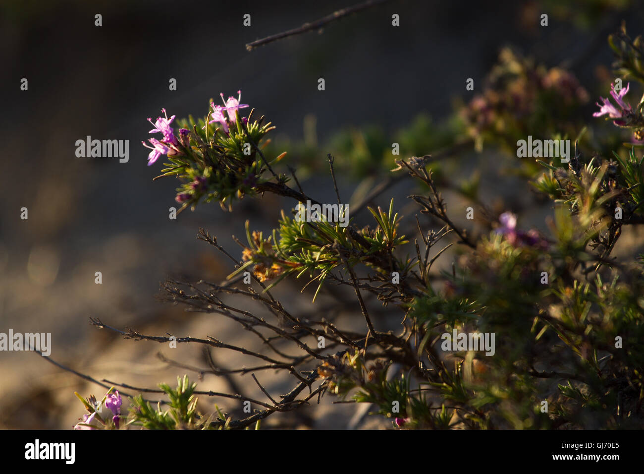 Thymus borysthenicus stock photo. Oregano flower violet blurred Stock Photo