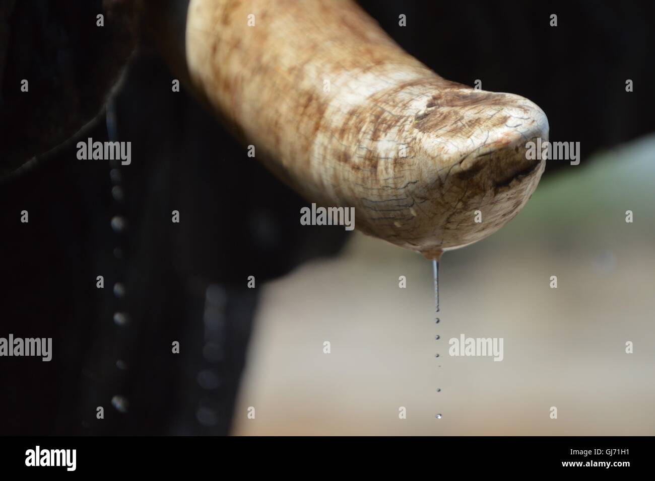 Close up on elephant tusk with water running down. Stock Photo