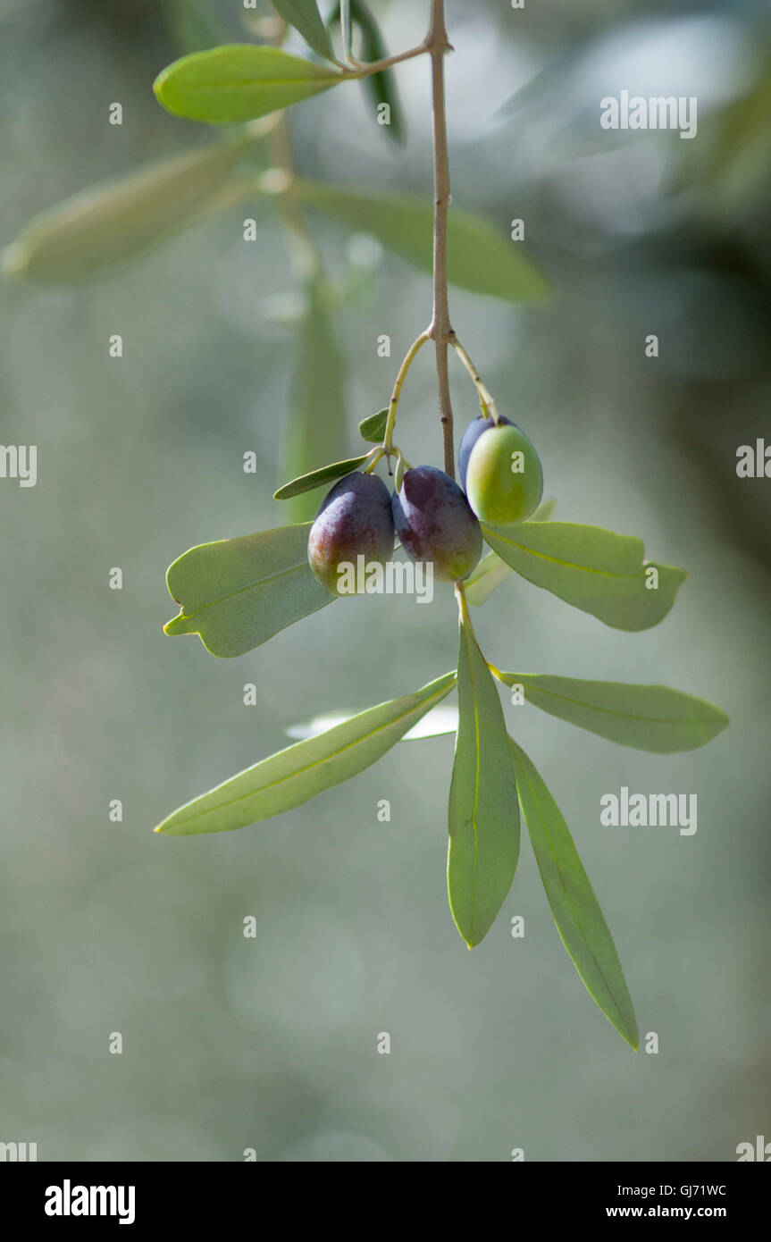 Olives on olive branches in sunlight Stock Photo
