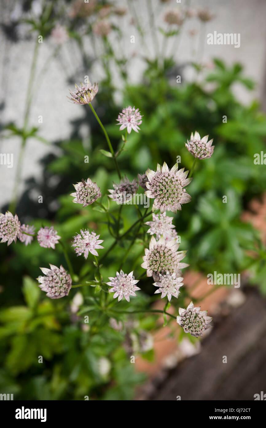 Taupe Coloured blossoms with green lgutters in the pot Stock Photo
