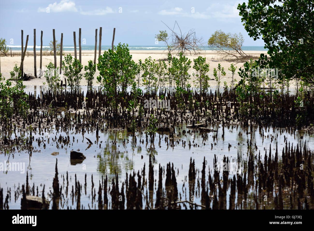 Kigamboni, Dar Es Salaam, Tanzania, view to the Indian Ocean Stock
