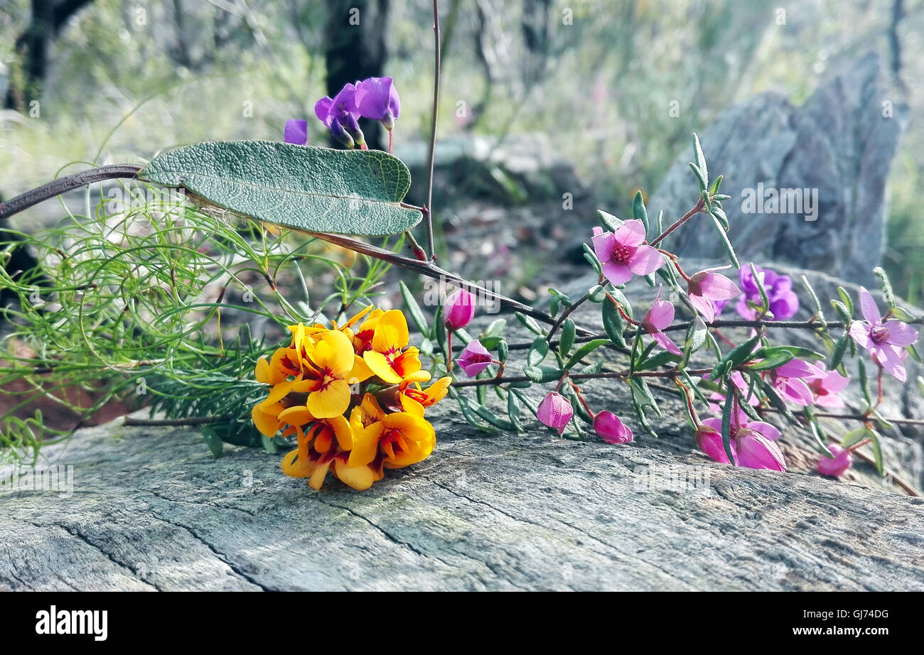 Australian native floral bouquet with pink Boronia, purple Hardenbergia  and yellow and red native pea flowers on fallen tree Stock Photo