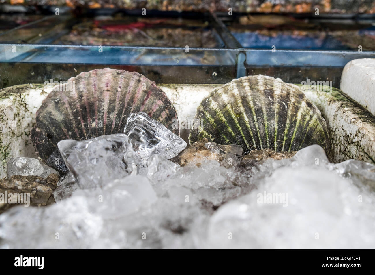 Zhenru fish market in Shanghai Stock Photo