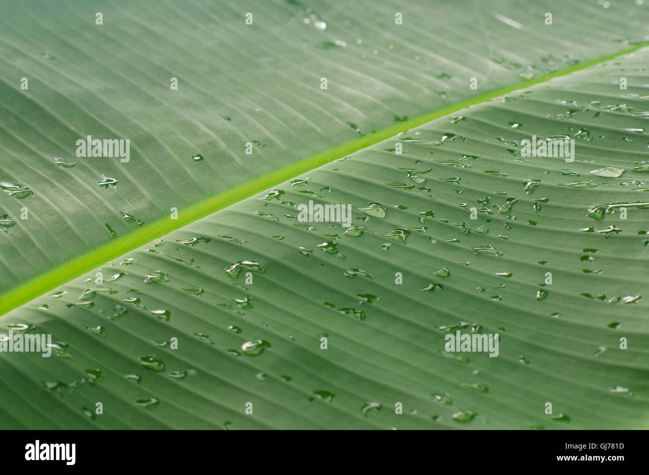 Beautiful water drops on a bright green banana leaf. Stock Photo