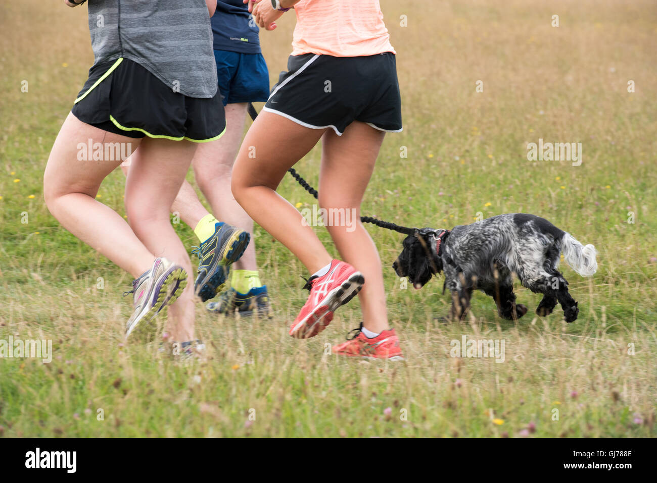 runners and dog Stock Photo