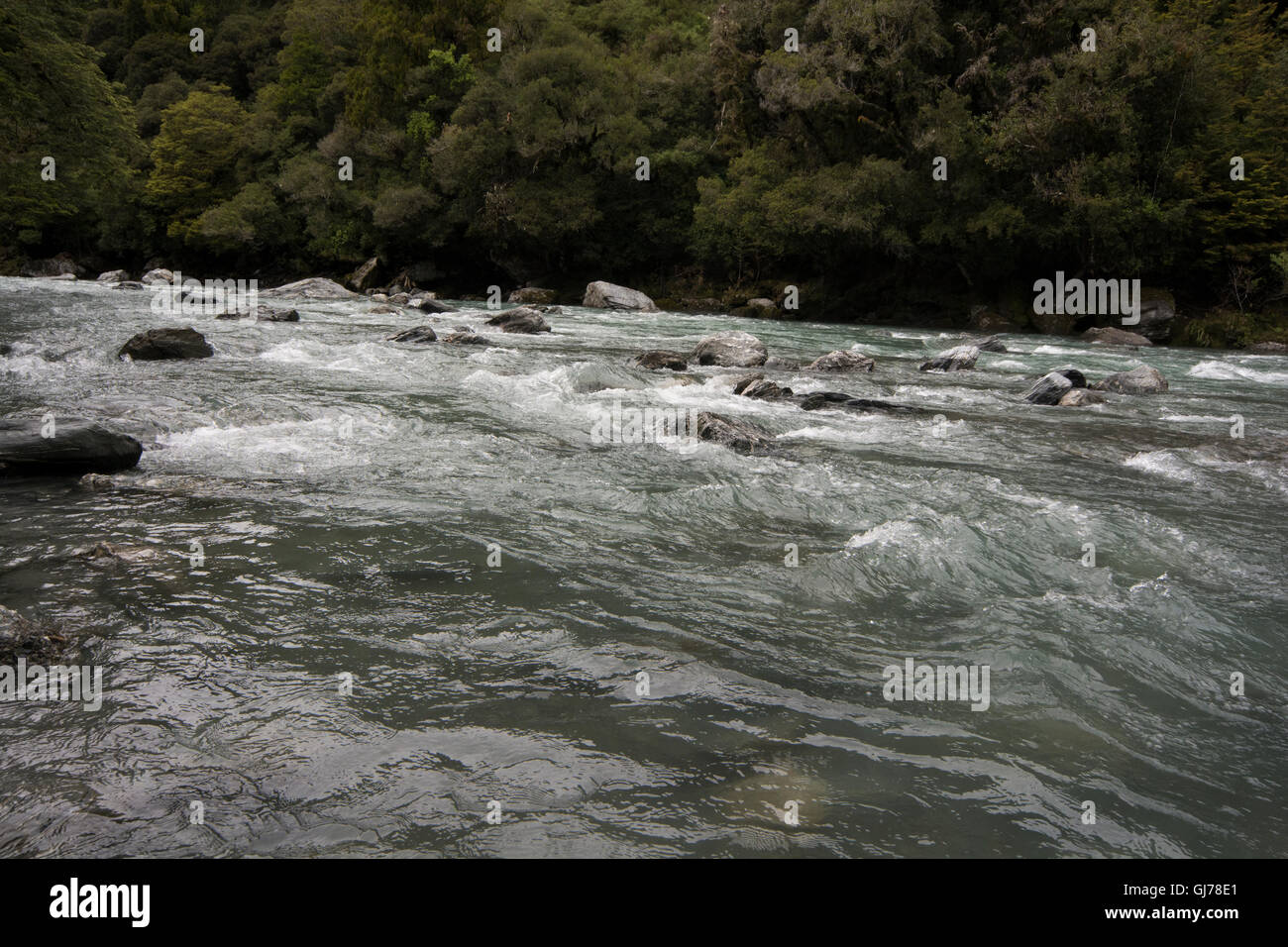 The Haast River is running as a clear mountain river in the Southern Alps of New Zealand. Stock Photo