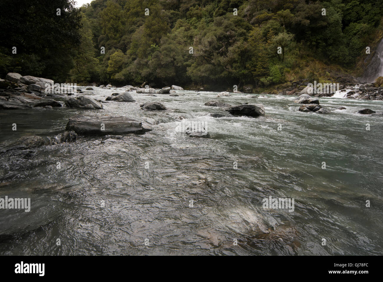 The Haast River is running as a clear mountain river in the Southern Alps of New Zealand. Stock Photo