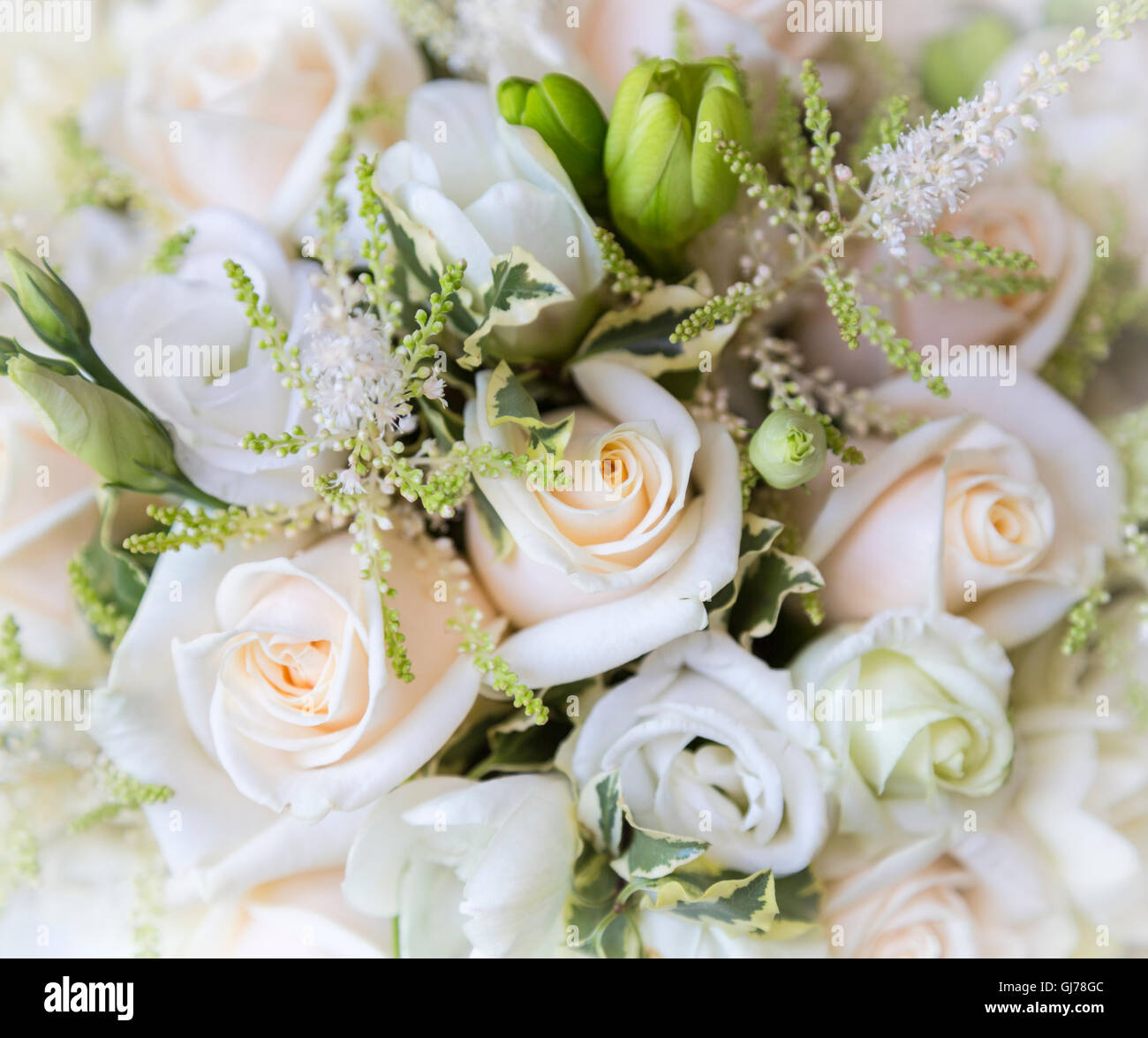 Arrangement of pastel coloured roses for a wedding bouquet or floral arrangement Stock Photo