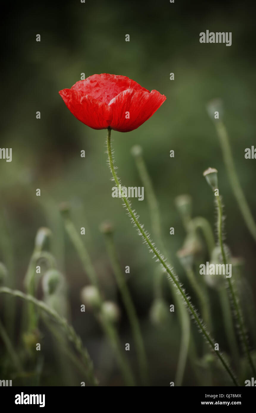 Red spring poppy Stock Photo - Alamy