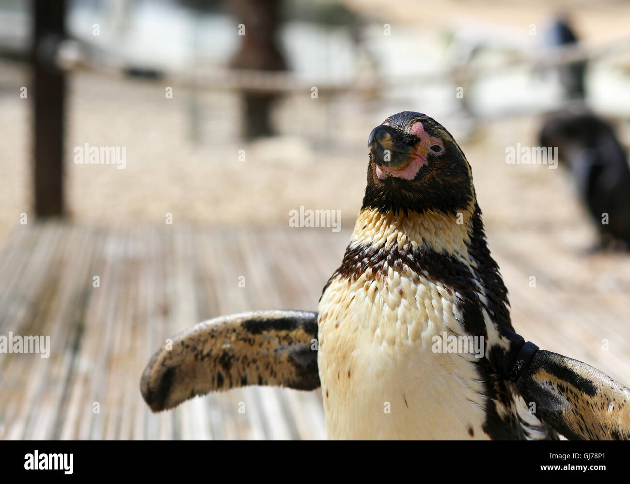 Close-up of Humboldt Penguin Spheniscus humboldti social animals in a zoo, wooden boards background Stock Photo