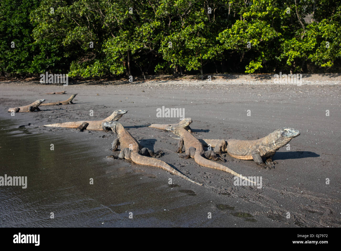 Komodo dragons (Varanus komodoensis) patrol a sand beach in Komodo National Park, Indonesia. These large lizards are dangerous. Stock Photo