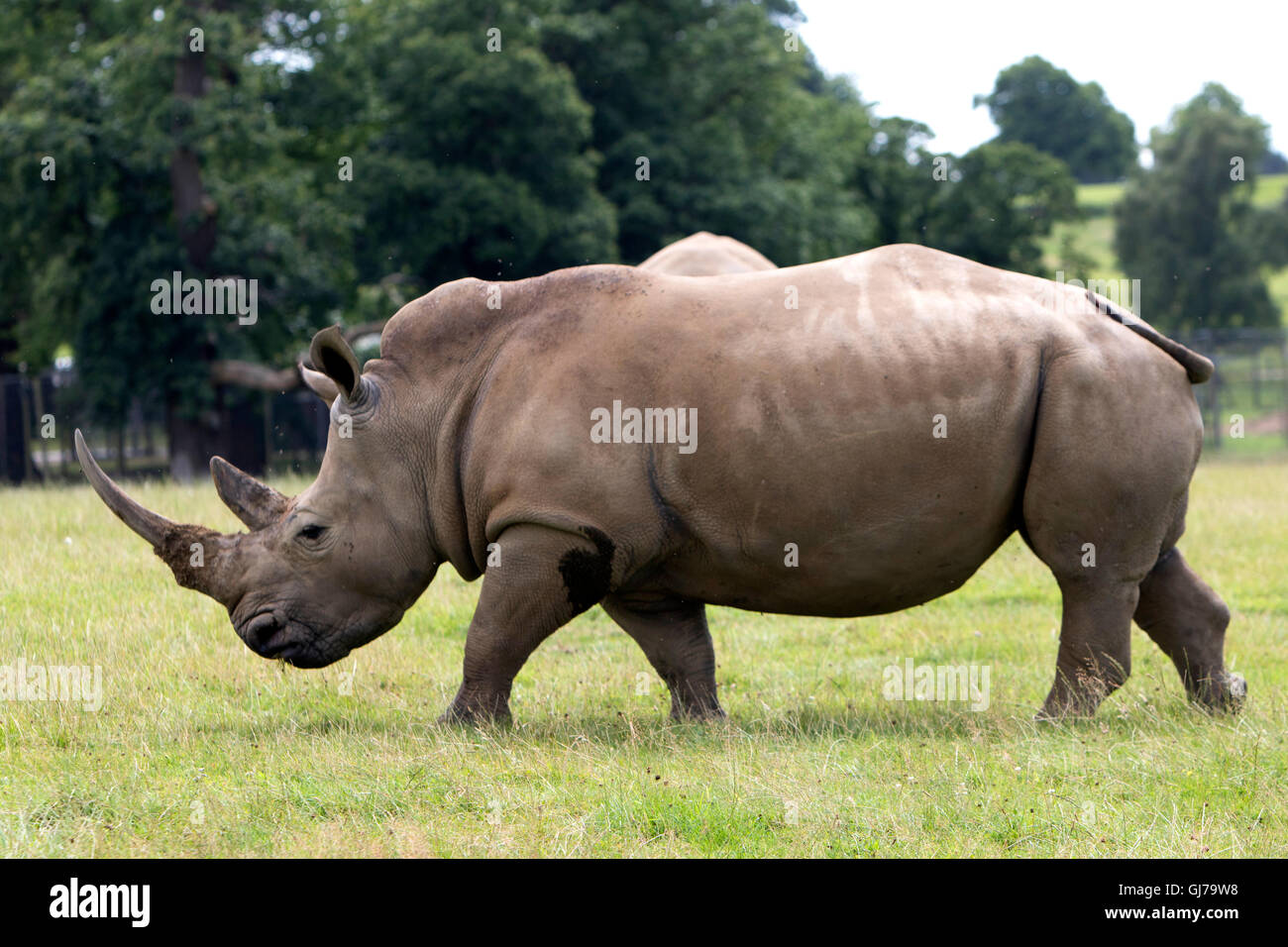 Southern White Rhino rhinoceros family Ceratotherium simum simum at Woburn Safari Park  in Woburn, Bedfordshire, England Stock Photo