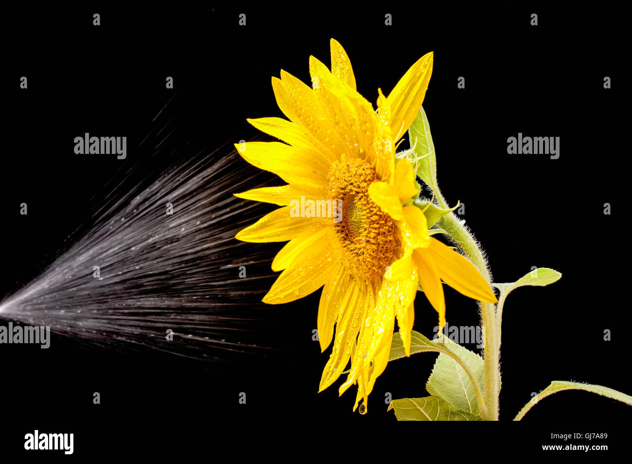 Lightly Sprayed Drops water sprayed on hi-res stock photography and images - Alamy