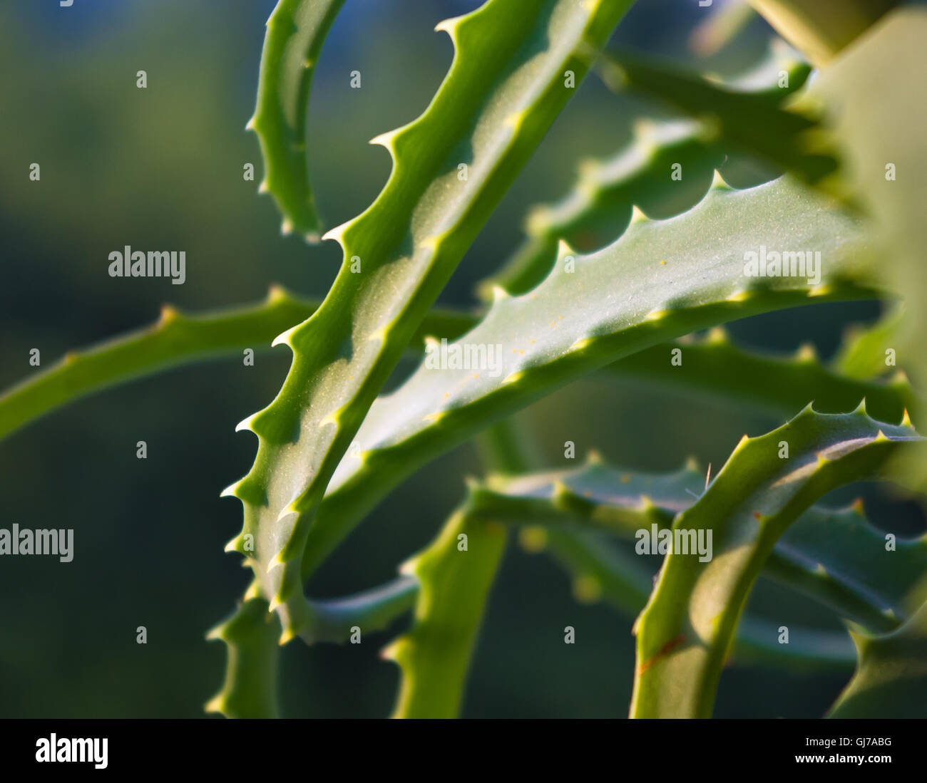 green prickly aloe leaves on a natural background, close-up Stock Photo