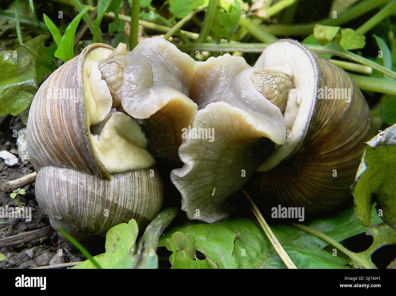 Kiss me long, but slowly,slowly...Snails in loving embrace... Stock Photo