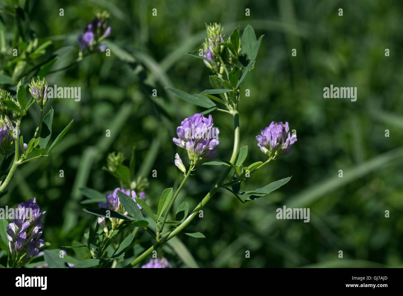 Isolated alfalfa flower. Alfalfa, Medicago sativa, also called lucerne