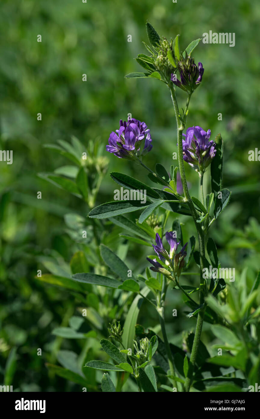 Isolated alfalfa flower. Alfalfa, Medicago sativa, also called lucerne, is a perennial flowering plant in the pea family. Stock Photo