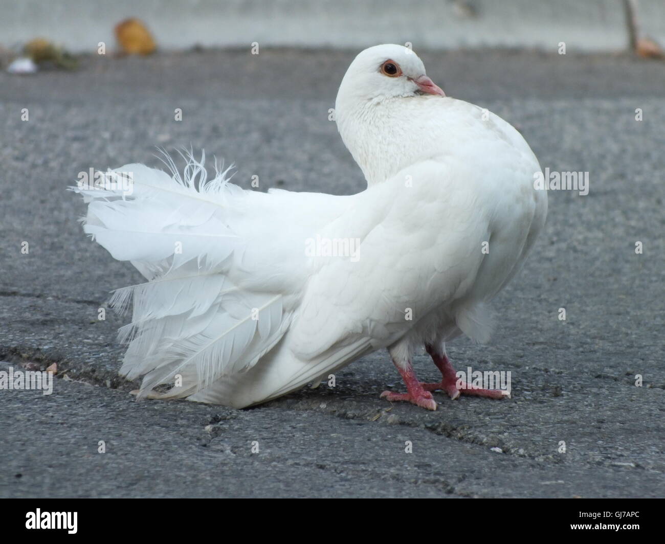images of white pigeon