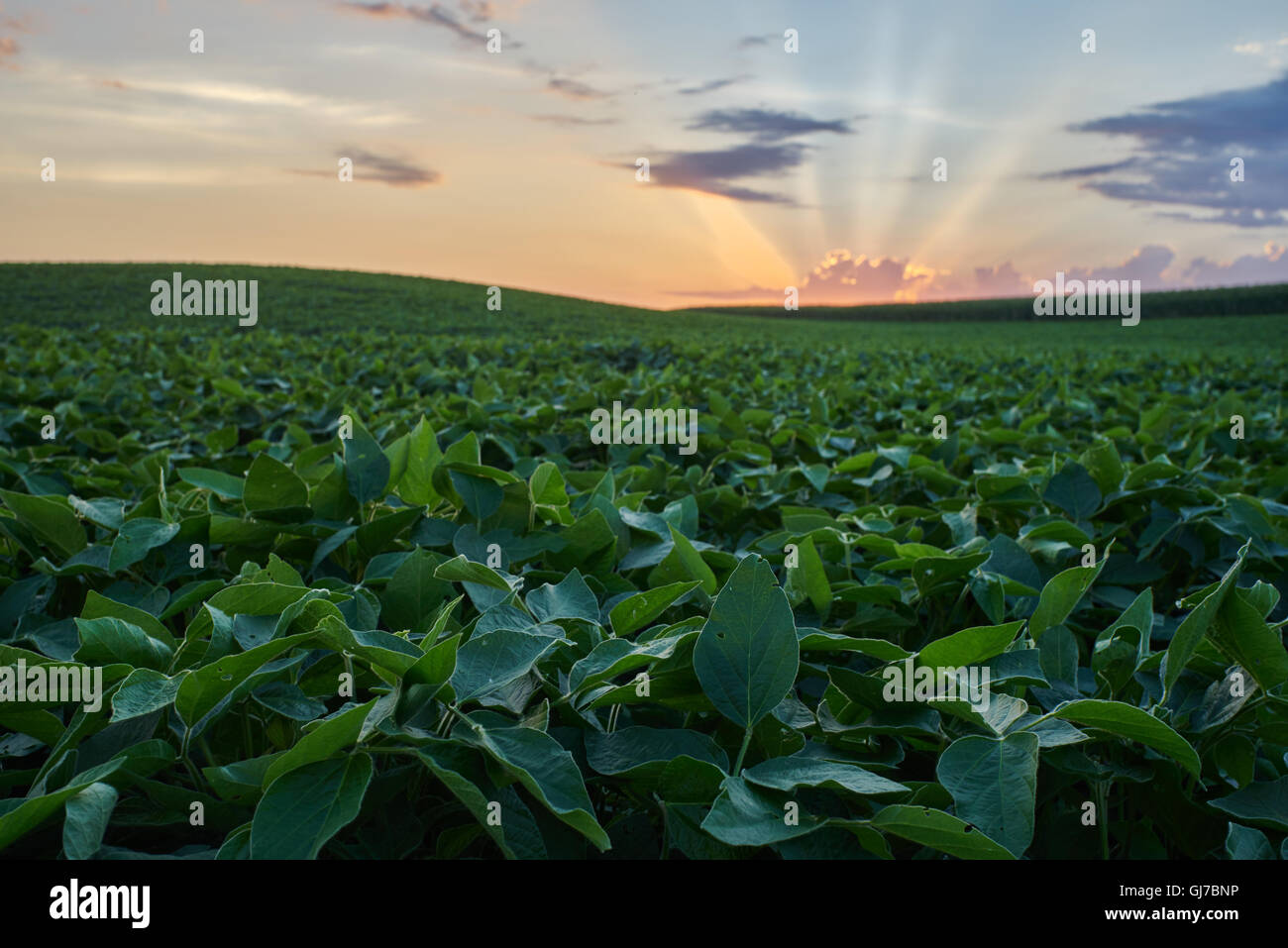 A Soybean field at sunset Stock Photo - Alamy