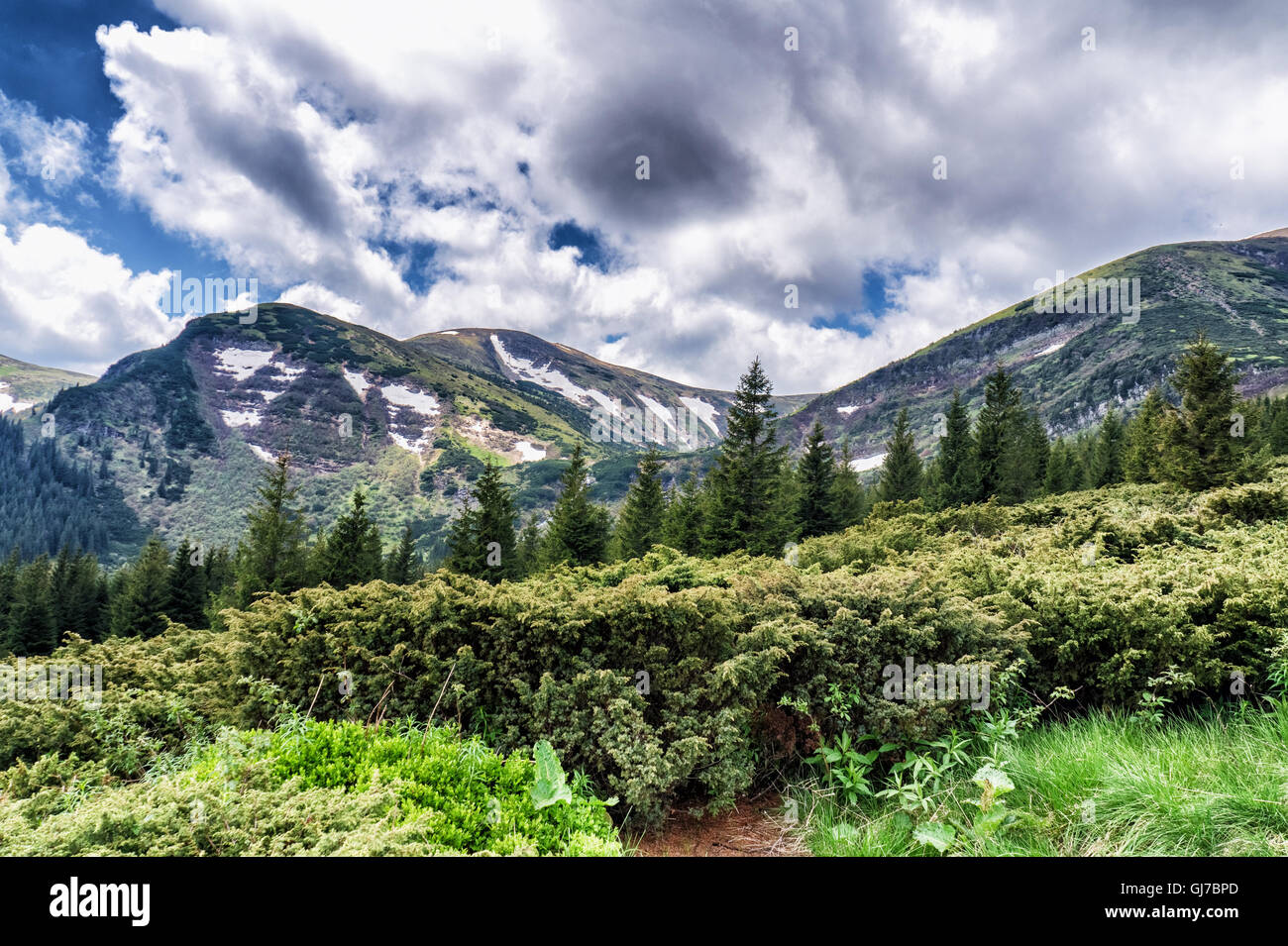 Mountain species on the route to Mount Hoverla Stock Photo - Alamy