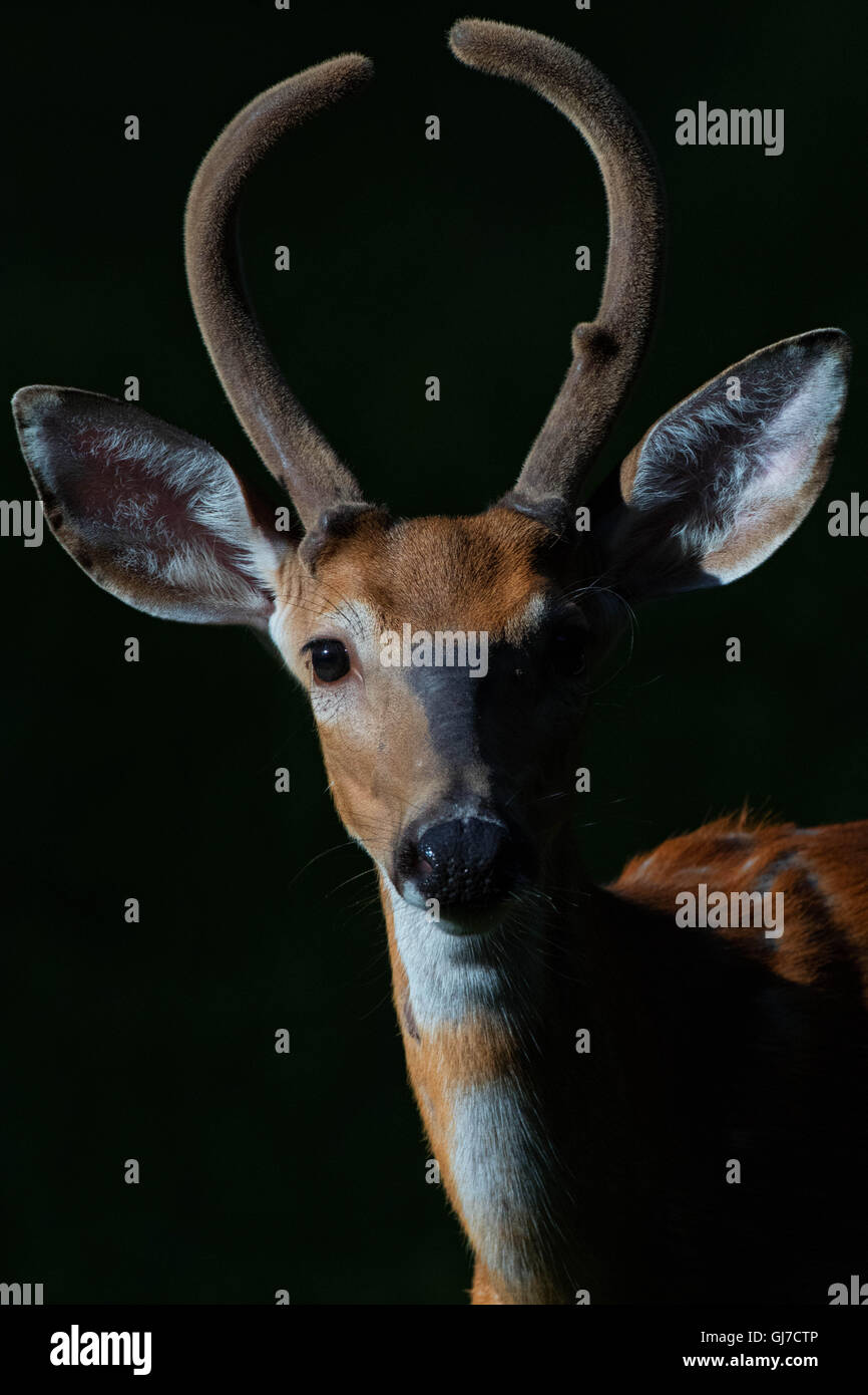 Buck Velvet Horns Stock Photo Alamy