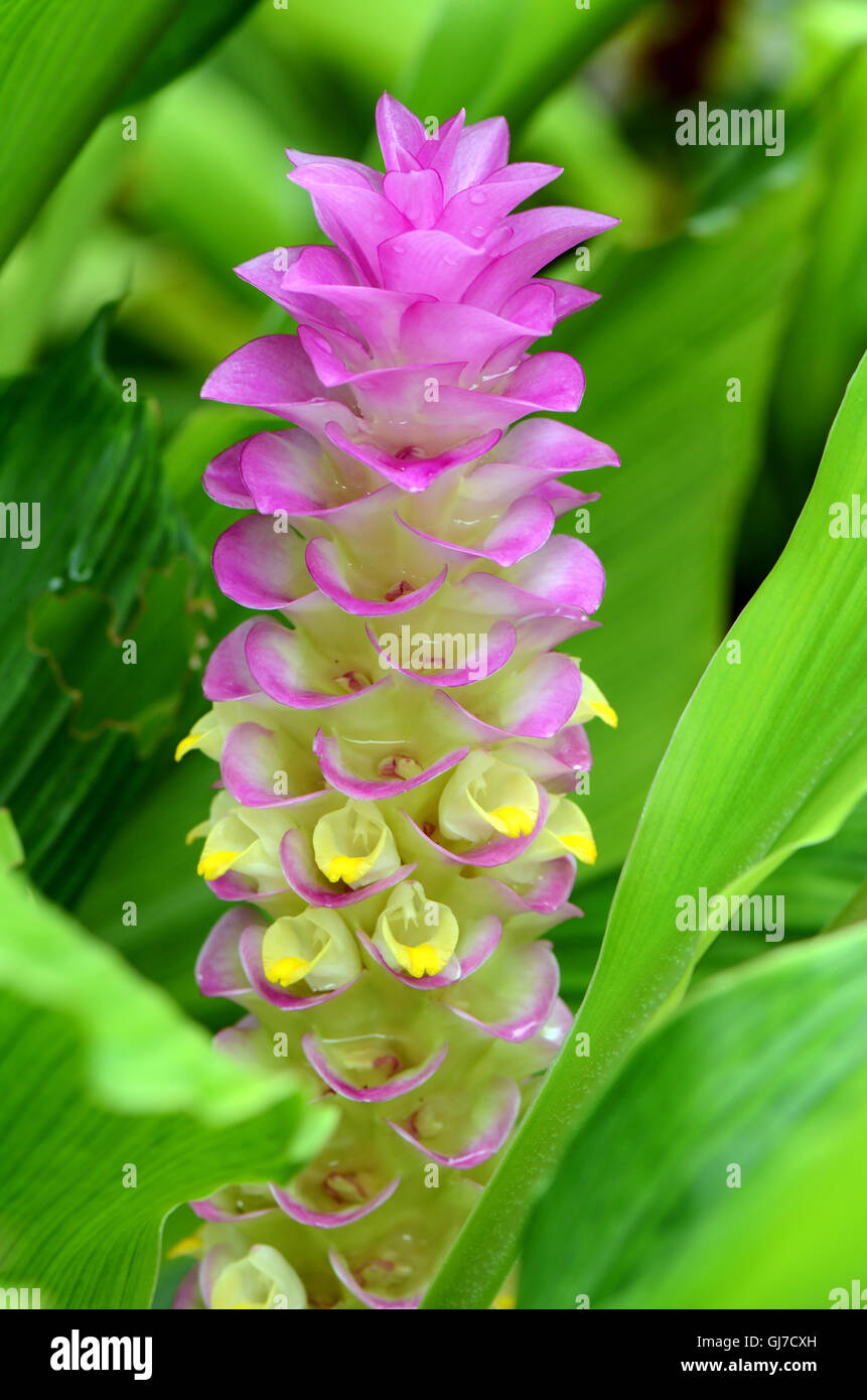 Purple Siam Tulip or Summer Tulip (Curcuma alismatifolia) in tropical botanical garden. Stock Photo