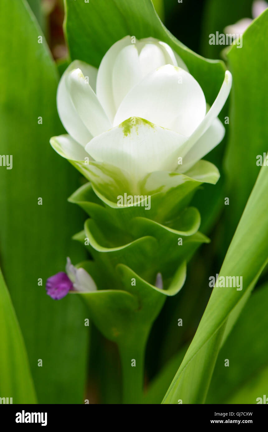 White Siam Tulip or Summer Tulip (Curcuma alismatifolia) in tropical botanical garden. Stock Photo