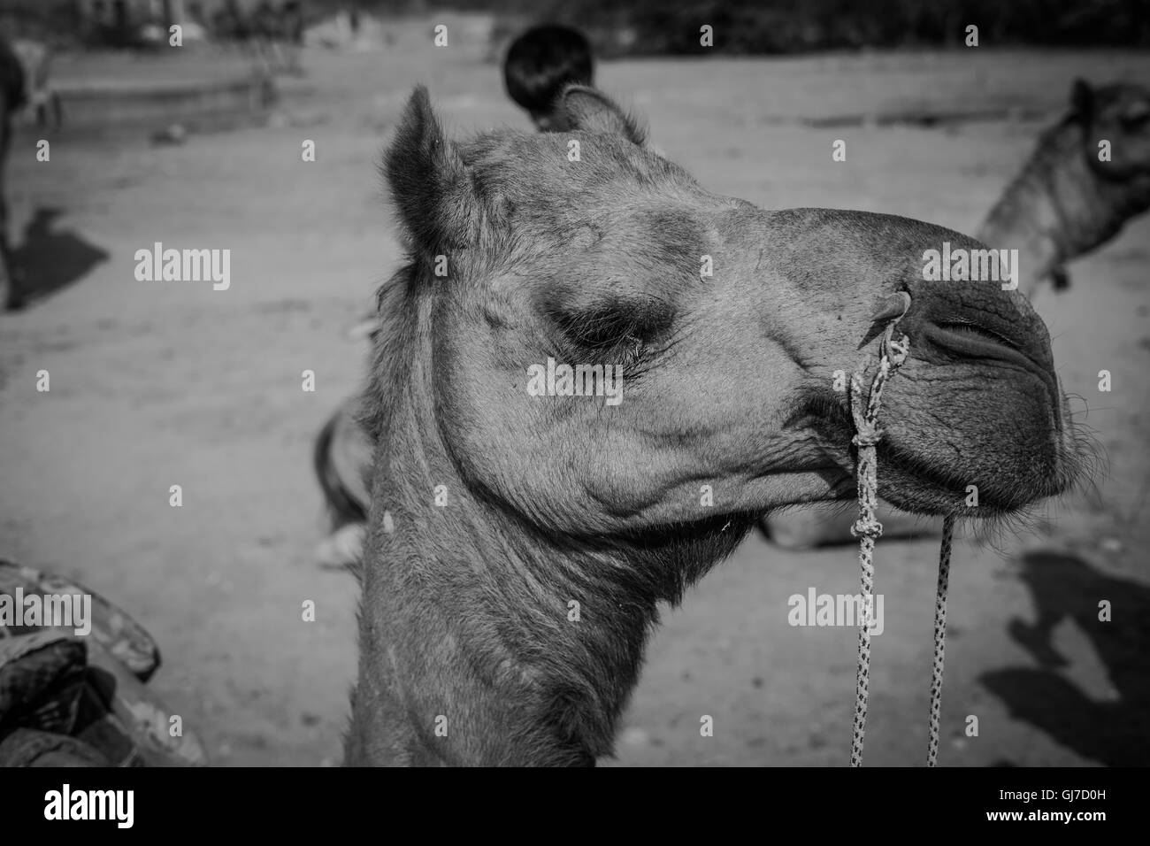 Camel Black and White Stock Photos & Images - Alamy