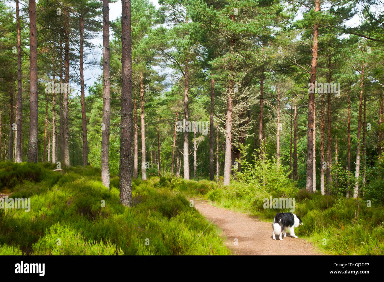 border collie dog in mature scots pine woodland at beinn eighe national nature reserve, highlands of north west scotland Stock Photo