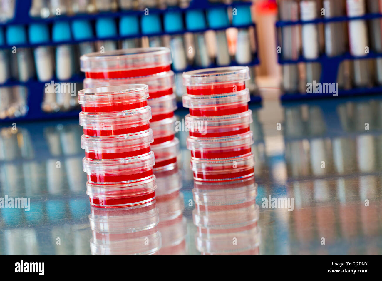 Petri disches with science samples Stock Photo