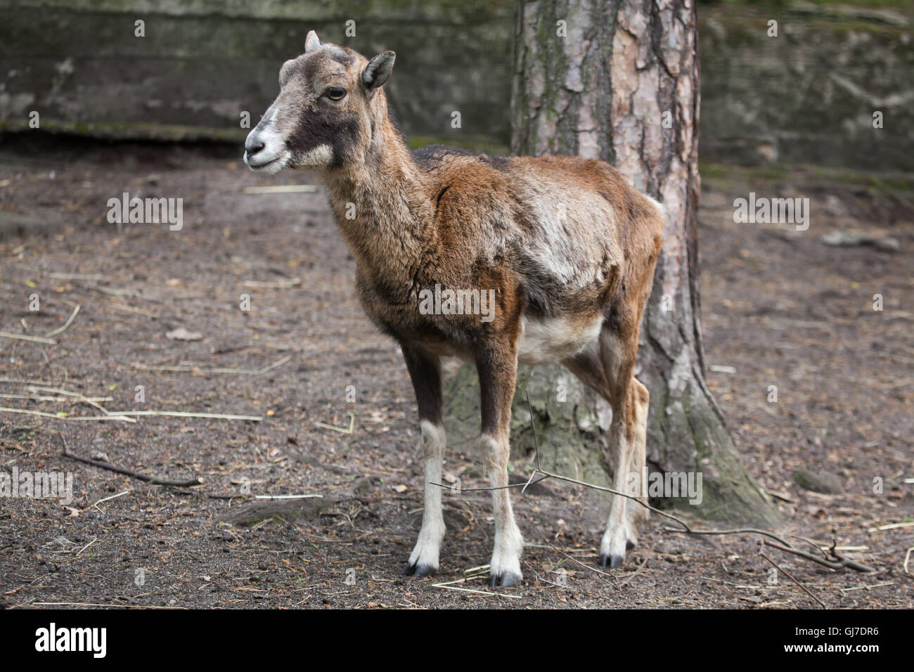 European mouflon (Ovis orientalis musimon) at Decin Zoo in North Bohemia, Czech Republic. Stock Photo