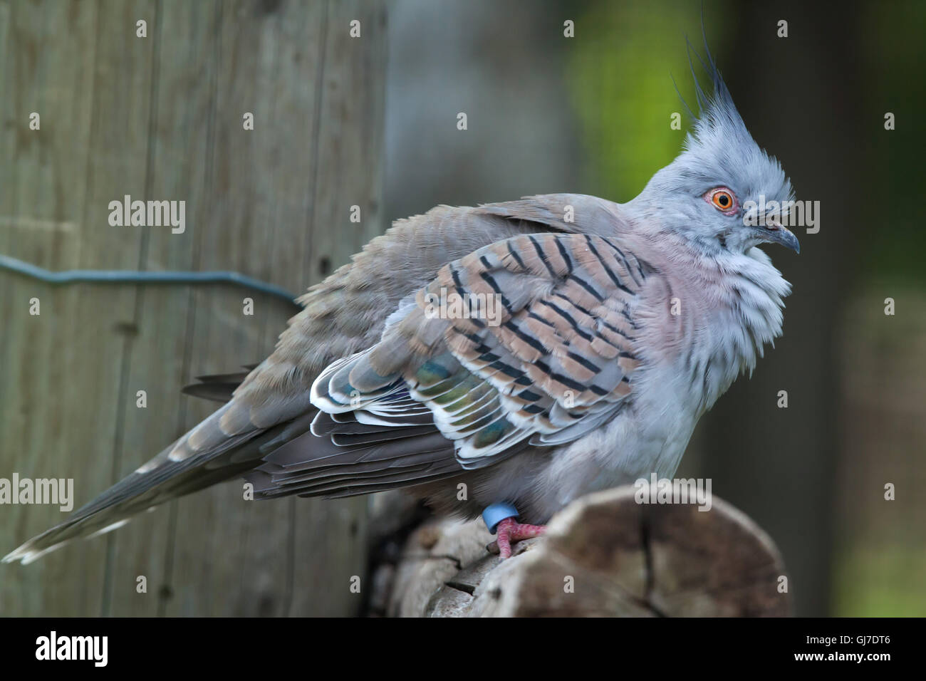 Crested pigeon (Ocyphaps lophotes) at Decin Zoo in North Bohemia, Czech Republic. Stock Photo