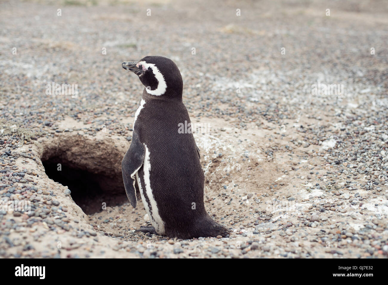Penguin at Punta Tombo in Chubut Patagonia Stock Photo