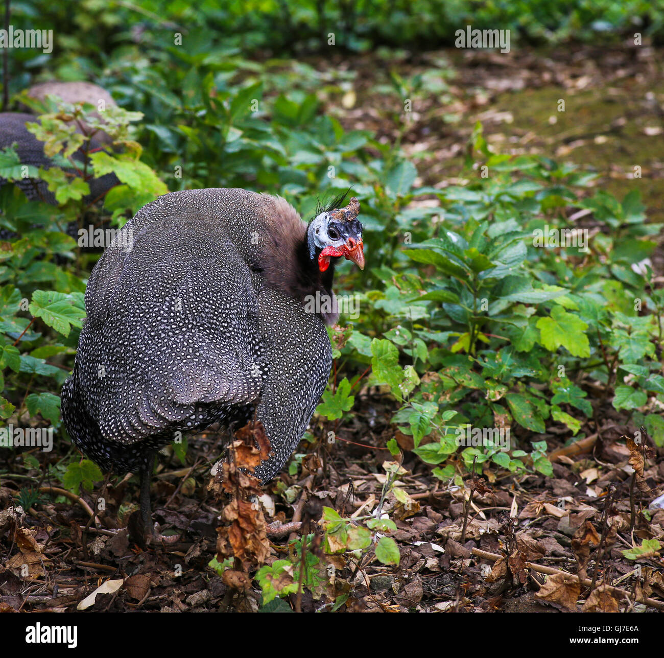Helmeted Guineafowl Numidia Meleagris Numididae bird with green leaves in background Stock Photo