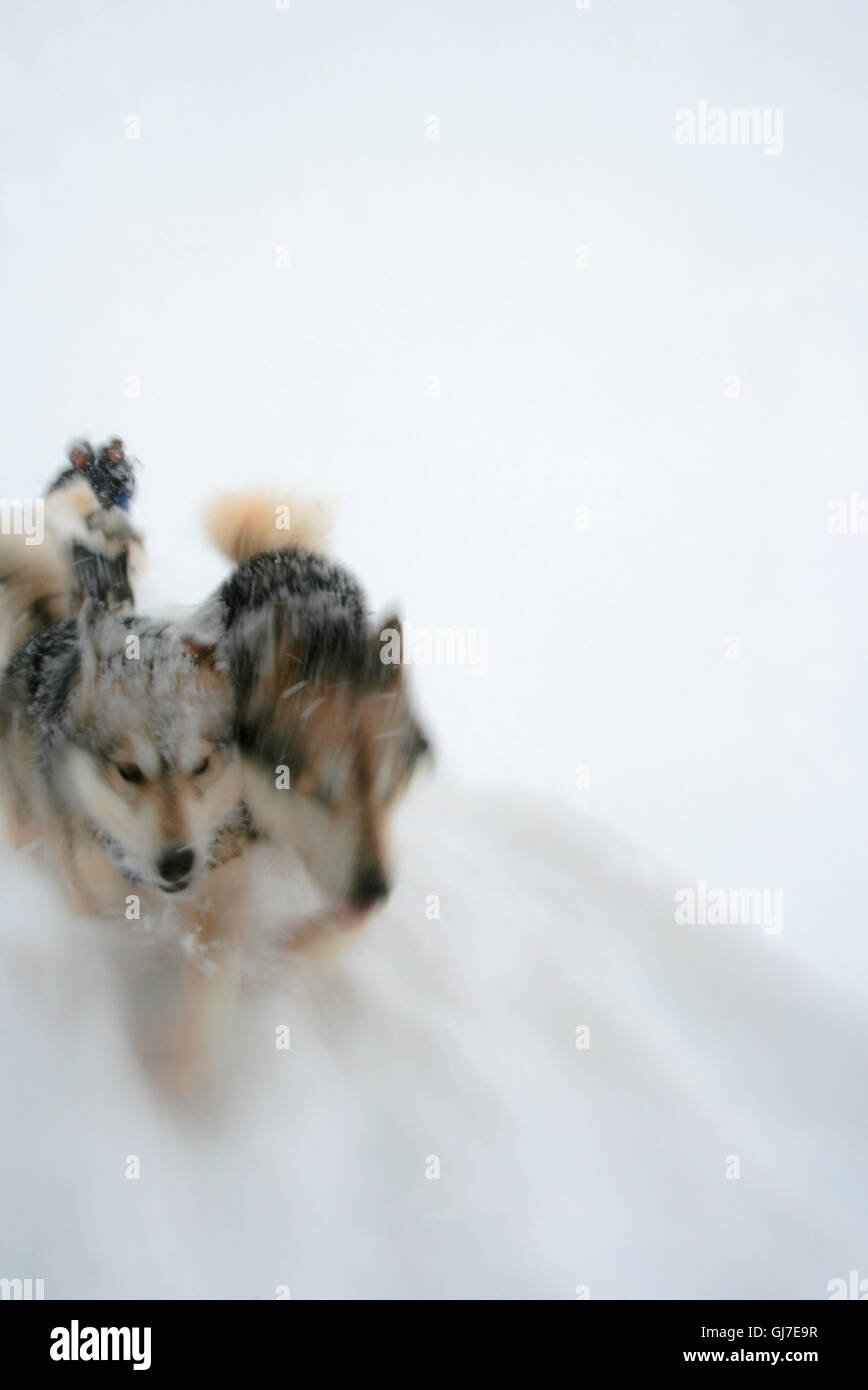 Sled dogs. Greenland Stock Photo