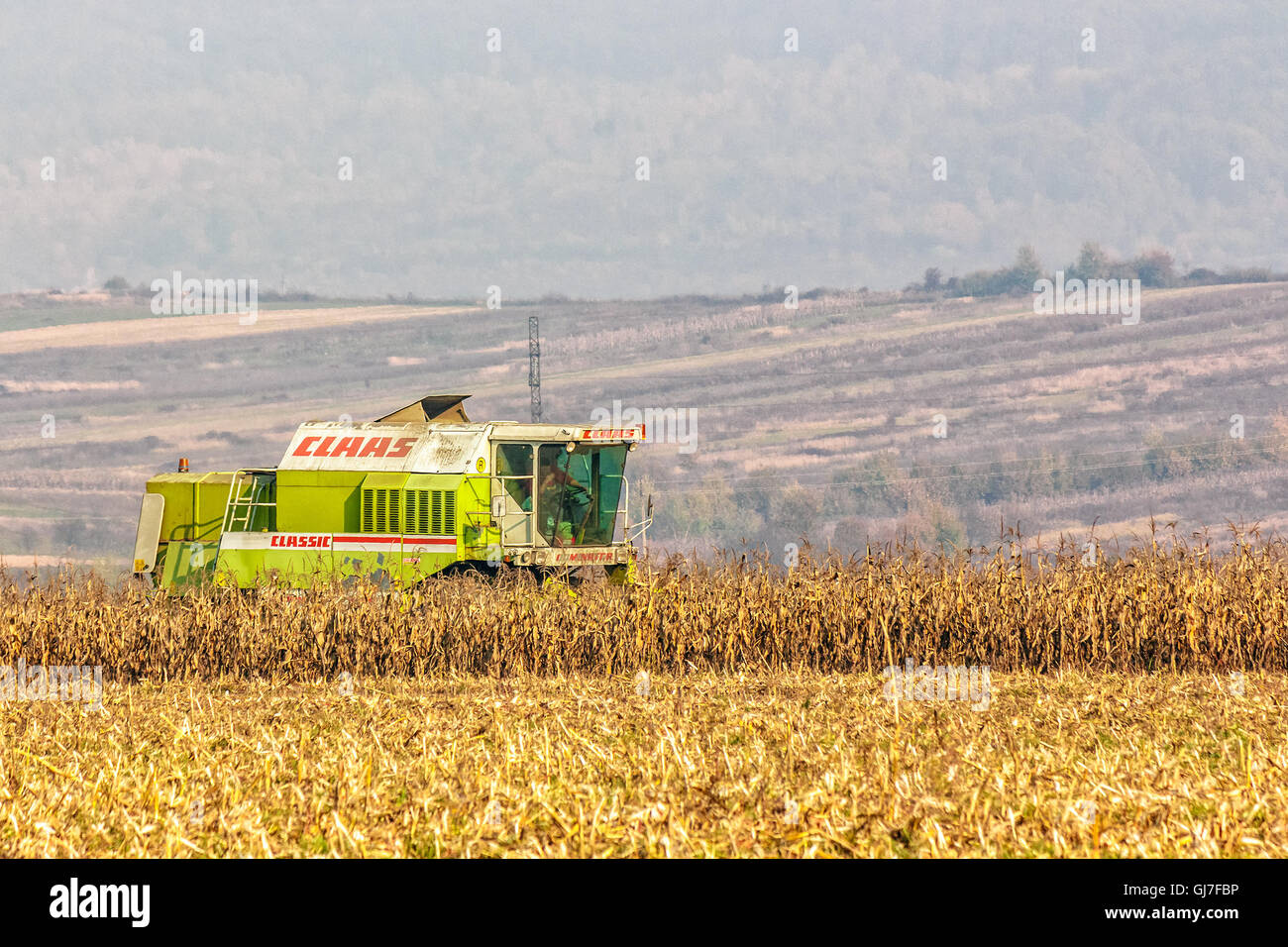 Mukachevo, Ukraine - November 6 2015: harvester in the field removes the corn stalks in late fall haze day Stock Photo