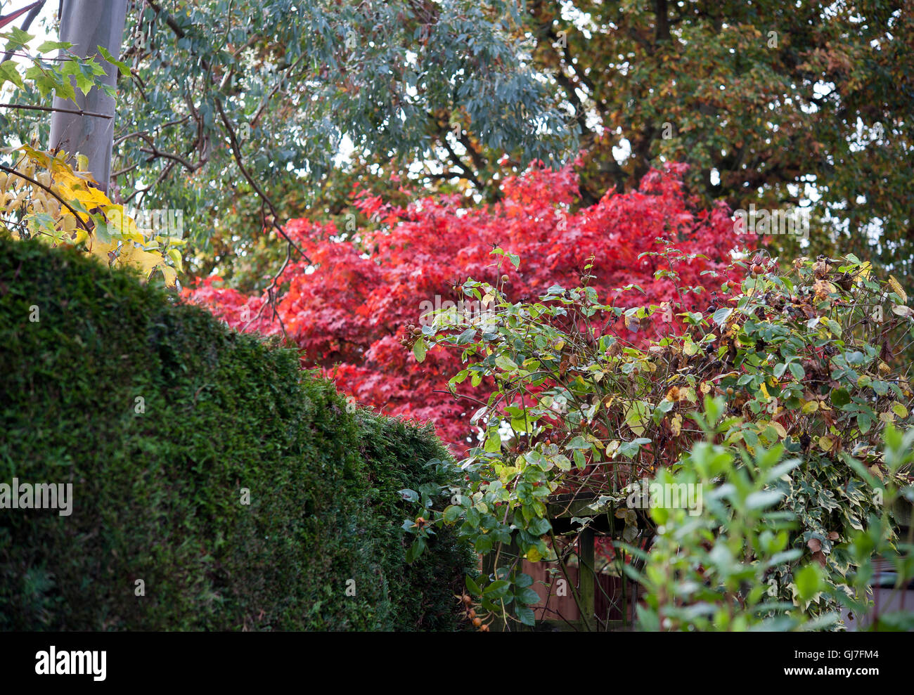Hedge, Lindford, Hampshire, England, United Kingdom Stock Photo Alamy