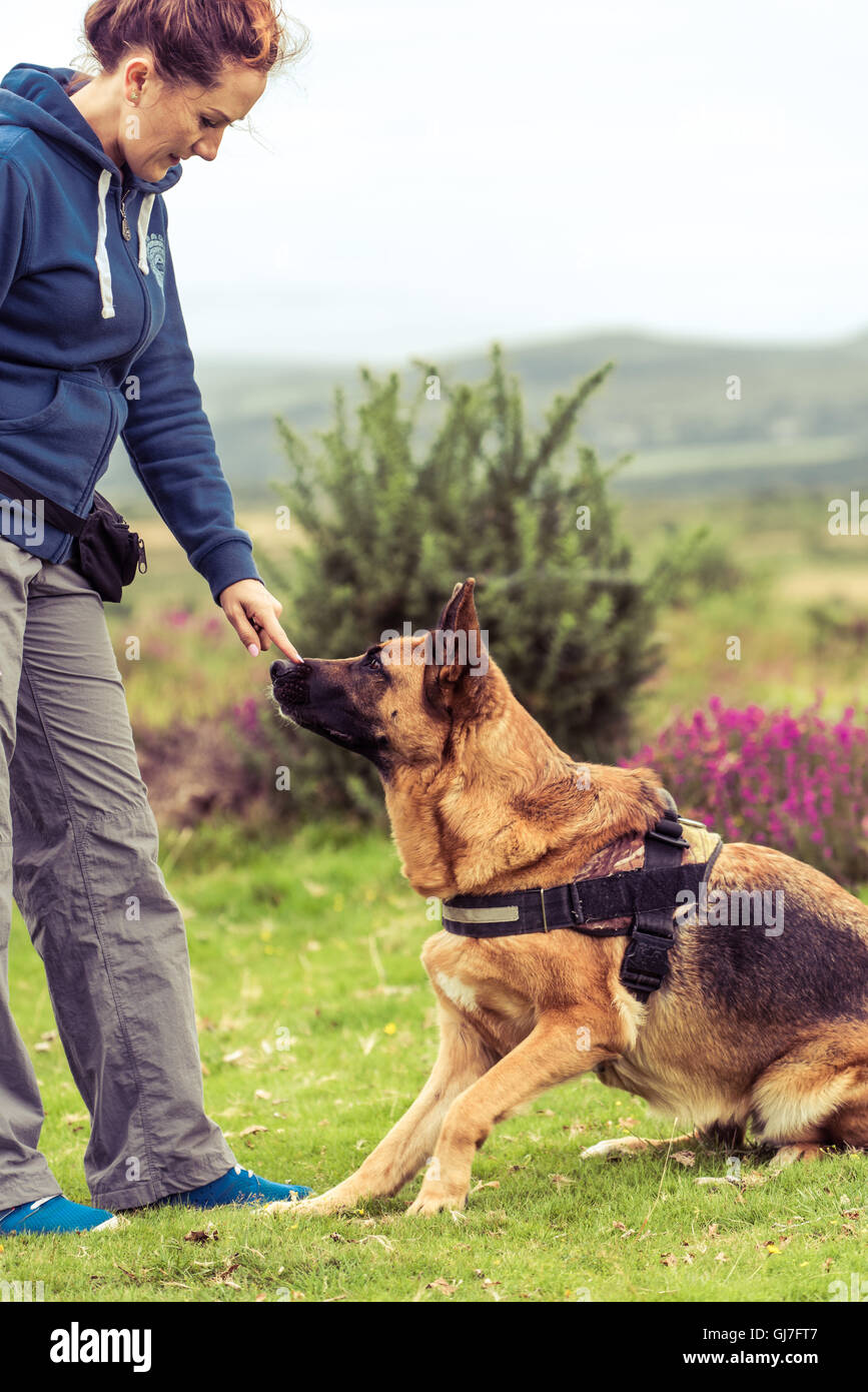 trainer tell dog to sit, german shepherd security dog Stock Photo Alamy